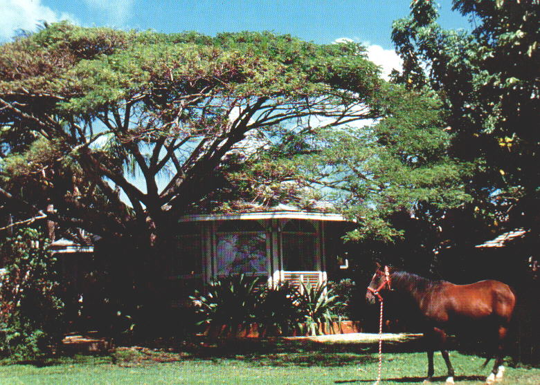 Hawaiian home for sale