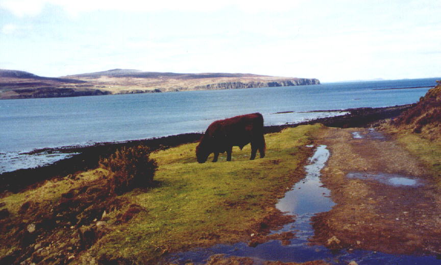 Bull crossing