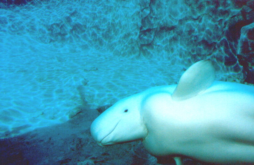 beluga whale