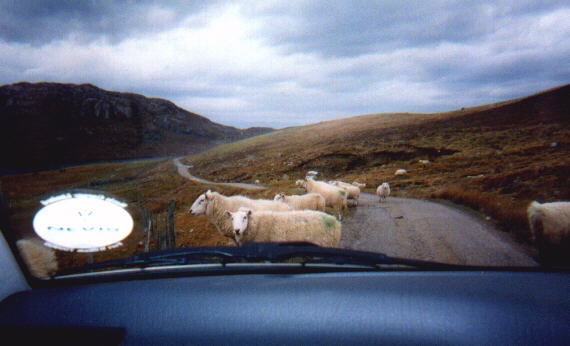 The sheep seem to have the right of way